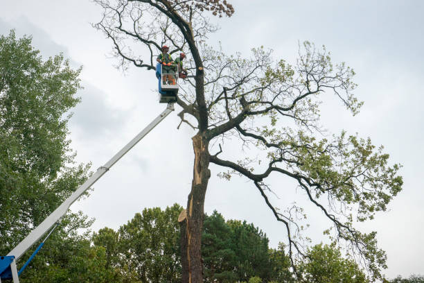 Professional Tree Care in Hettinger, ND