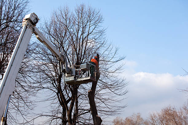 How Our Tree Care Process Works  in  Hettinger, ND